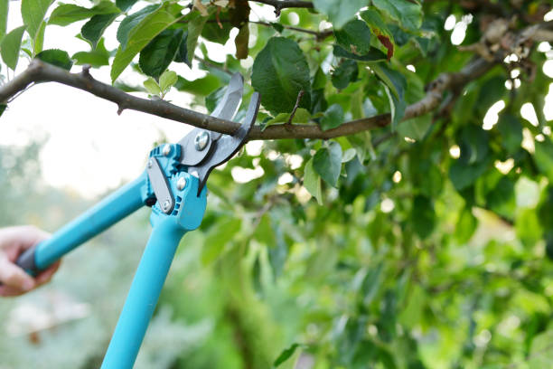 Best Tree Pruning Services  in Reidsville, NC